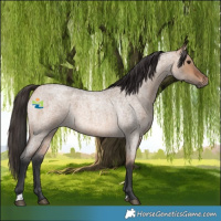 Horse Color:Bay Roan Dun