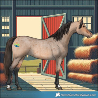 Horse Color:Bay Roan Dun