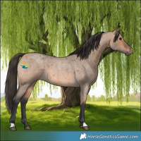 Horse Color:Bay Roan Dun 