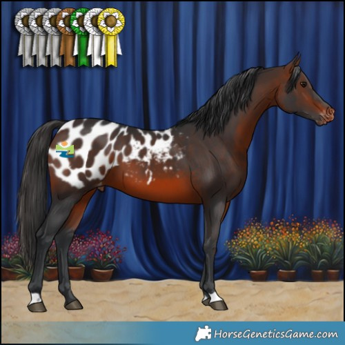 Horse Color:Brown Appaloosa 