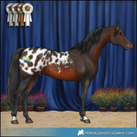 Horse Color:Brown Appaloosa 