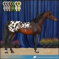 Horse Color:Brown Appaloosa