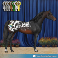 Horse Color:Brown Appaloosa