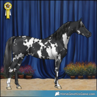 Horse Color:White Spotted Black 