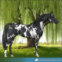 Horse Color:White Spotted Black