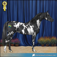 Horse Color:White Spotted Black 