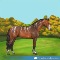 Horse Color:Powder White Bay Rabicano 