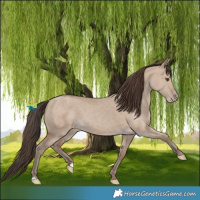 Horse Color:Classic Champagne Dun 