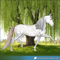Horse Color:Classic Champagne Dun Appaloosa 