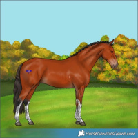 Horse Color:Bay Tobiano Rabicano 