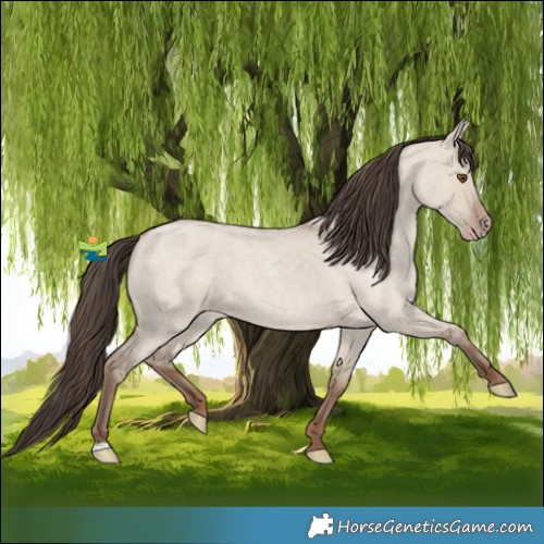 Horse Color:Classic Champagne Roan Dun 