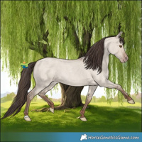 Horse Color:Classic Champagne Roan Dun