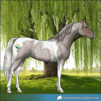 Horse Color:Silver Blue Roan Tobiano