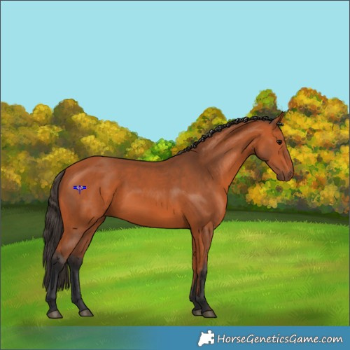 Horse Color:Bay 