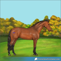 Horse Color:Bay 
