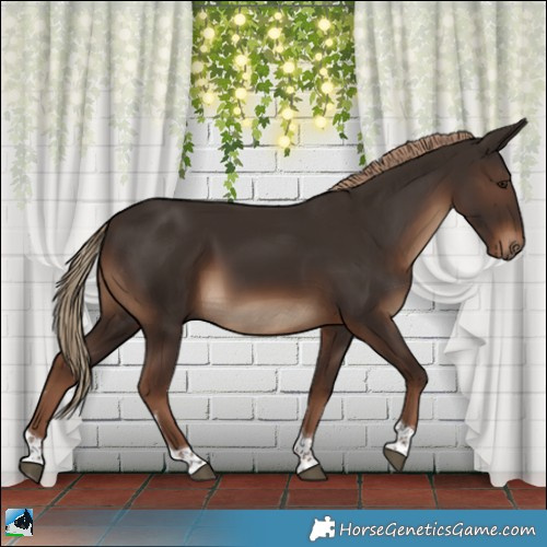 Horse Color:Liver Chestnut Tobiano Rabicano 