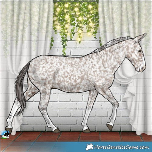Horse Color:Liver Red Dun Sabino Splash Appaloosa