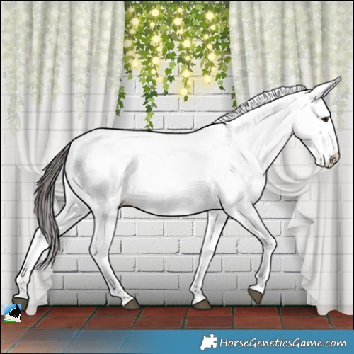 Horse Color:Liver Red Dun Sabino Splash Appaloosa 