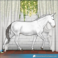 Horse Color:Liver Red Dun Sabino Splash Appaloosa 