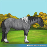 Horse Color:Blue Roan Tobiano 