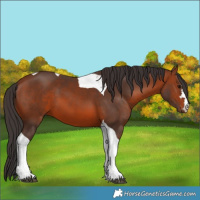 Horse Color:Bay Tobiano 