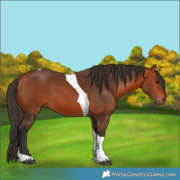 Horse Color:Bay Tobiano 