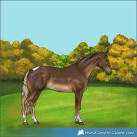 Horse Color:Chocolate Palomino Tobiano Rabicano