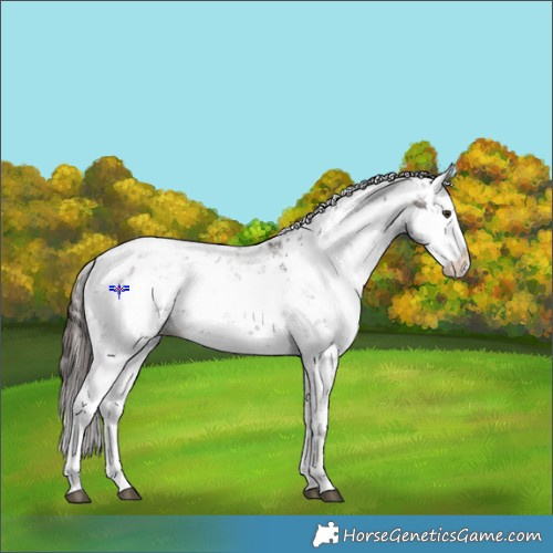 Horse Color:Liver Chestnut Sabino Splash Snowflake Varnish