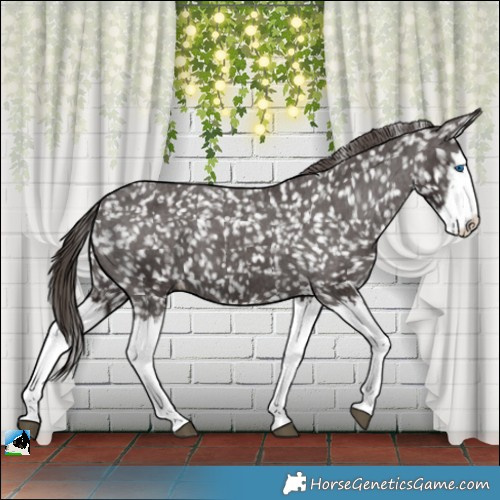 Horse Color:Liver Chestnut Splash Appaloosa 