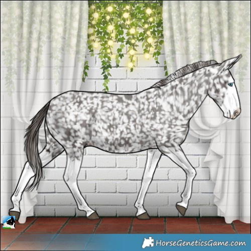 Horse Color:Liver Chestnut Splash Appaloosa 