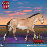 Horse Color:Bay Dun Rabicano Brindle 