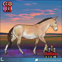 Horse Color:Bay Dun Rabicano Brindle 