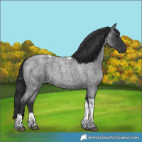 Horse Color:Blue Roan Tobiano 