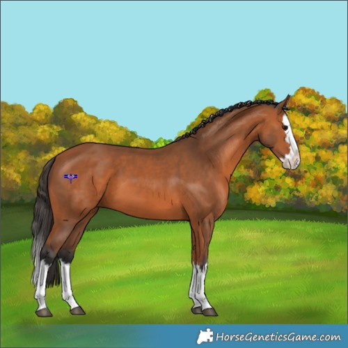 Horse Color:Bay Splash 
