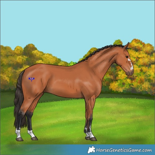 Horse Color:Bay 