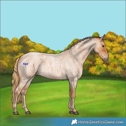 Horse Color:Red Roan 