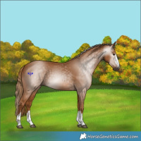 Horse Color:Gray Chestnut 