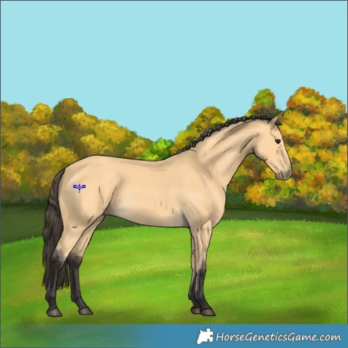 Horse Color:Buckskin 