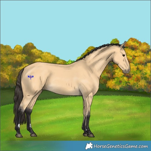 Horse Color:Buckskin 