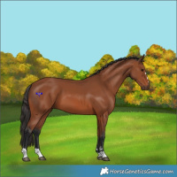 Horse Color:Bay 