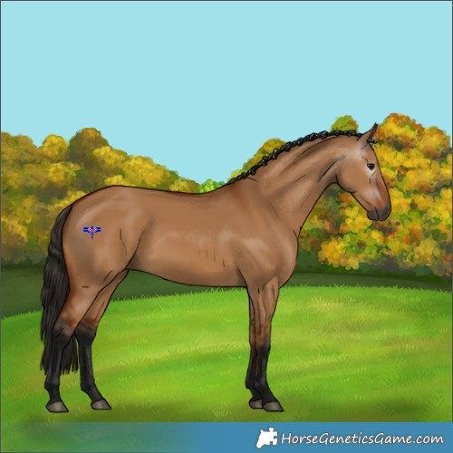 Horse Color:Gray Bay Dun 