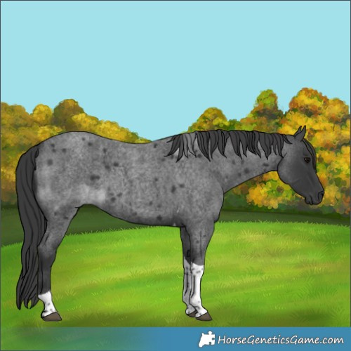 Horse Color:Blue Roan Tobiano 