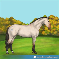 Horse Color:Bay Roan Dun 