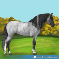 Horse Color:Blue Roan Tobiano 