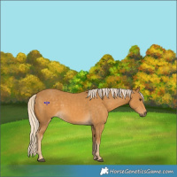 Horse Color:Palomino