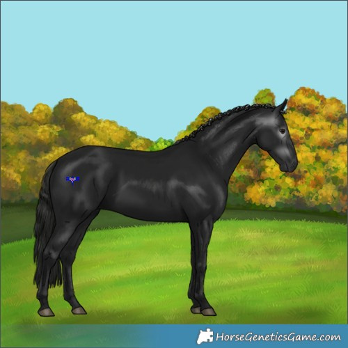Horse Color:Gray Black 