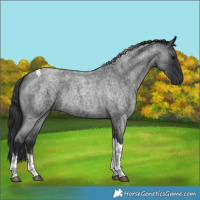 Horse Color:Blue Roan Tobiano 