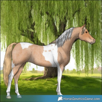 Horse Color:Red Roan Tobiano 