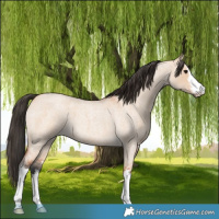 Horse Color:White Spotted Bay Roan Dun 
