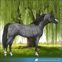 Horse Color:Blue Roan 